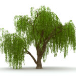 Green Weeping Willow Tree
